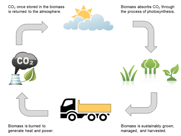 Where Did Biomass Come From?