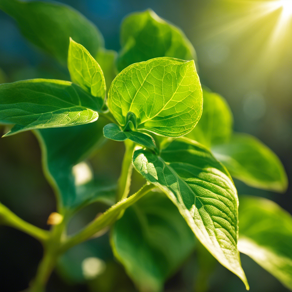 An image showcasing a vibrant green plant bathed in warm sunlight, its leaves absorbing the radiant energy