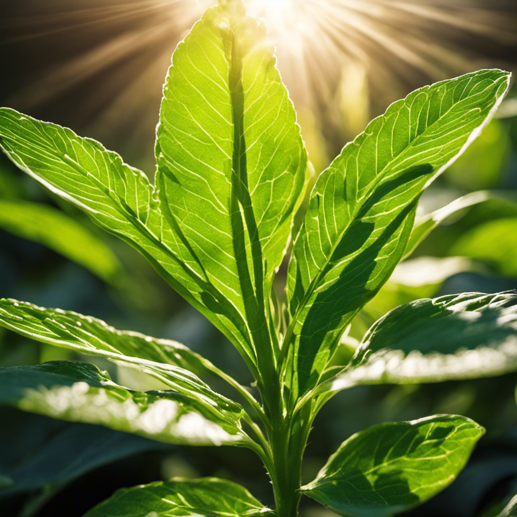 An image showcasing a lush green plant basking in radiant sunlight, with its leaves absorbing the vibrant solar energy